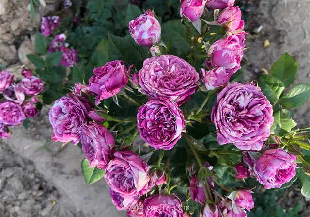 5月最后2天，月季春花将要谢幕了(图1)