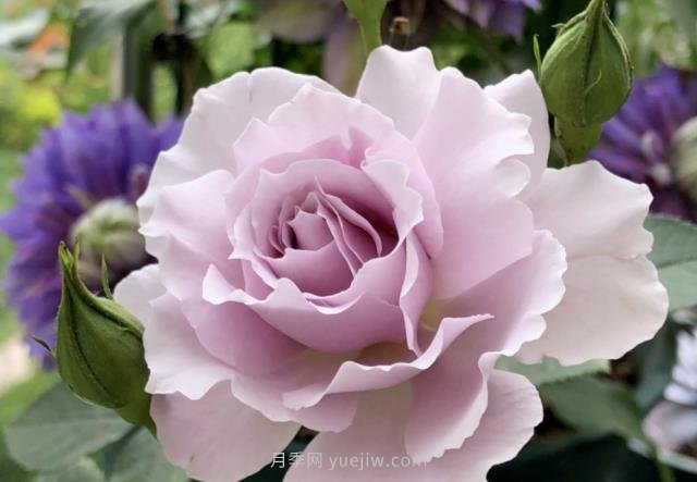 推荐6个浓香月季品种，抗病好养，香水月季就选她(图2)