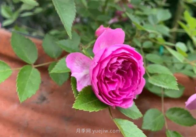 推荐6个浓香月季品种，抗病好养，香水月季就选她(图5)