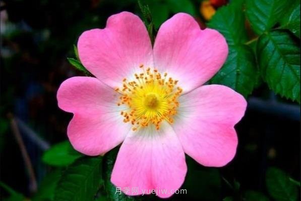 世界上十种最美的玫瑰花 ＂玫瑰皇后＂排第二(图2)