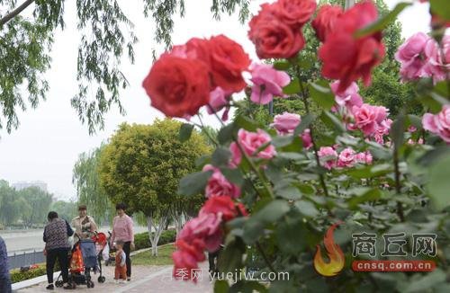 商丘月季花开香满城(图2)