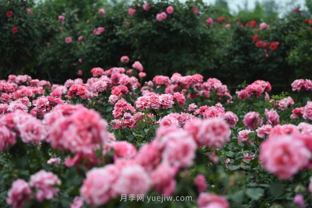 总书记走进这片花海，南阳月季产业生态富民(图3)