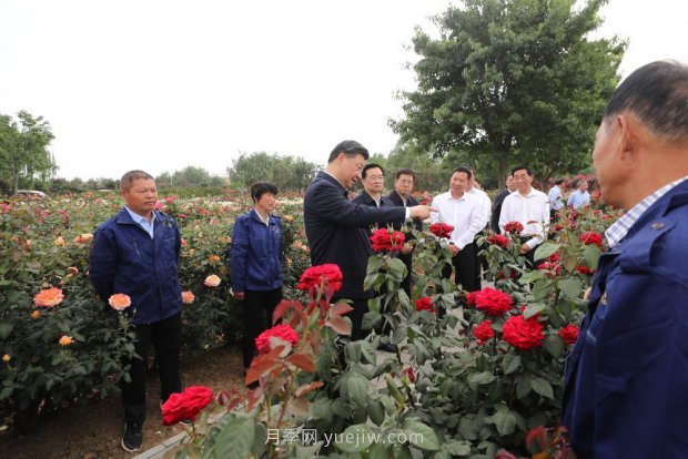 总书记走进这片花海，南阳月季产业生态富民(图2)