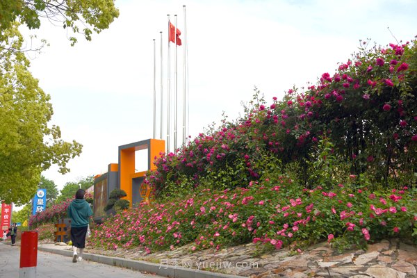 百个景点、百条花道、百里花带……未来几月，上海繁花似锦(图3)