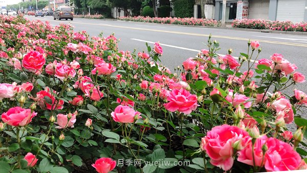 百个景点、百条花道、百里花带……未来几月，上海繁花似锦(图8)