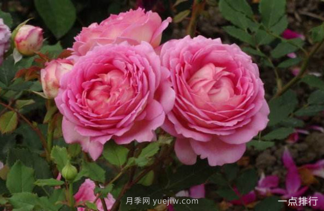 世界十大最美月季花品种 瑞典女王月季最为清新迷人(图3)