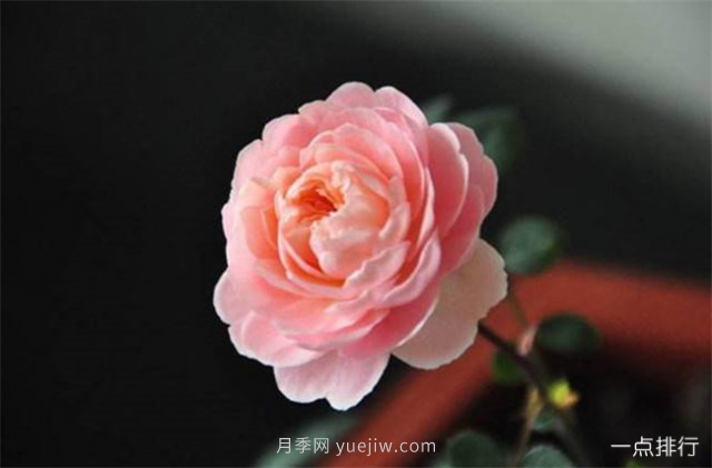 世界十大最美月季花品种 瑞典女王月季最为清新迷人(图10)