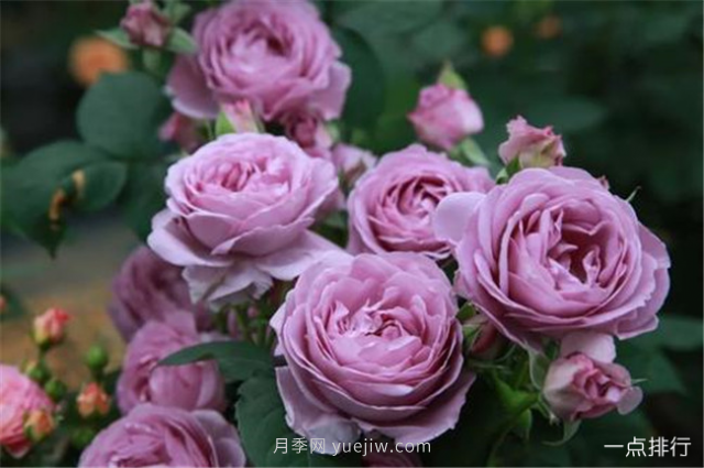 世界十大最美月季花品种 瑞典女王月季最为清新迷人(图2)