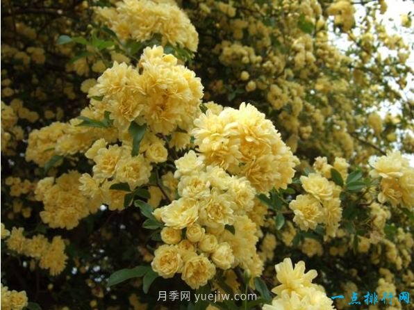 世界上十种最美的玫瑰花 ＂玫瑰皇后＂排第二(图7)