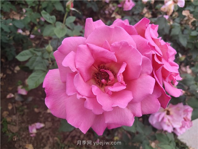 20种经典月季品种，妆点南阳火热的夏季(图8)