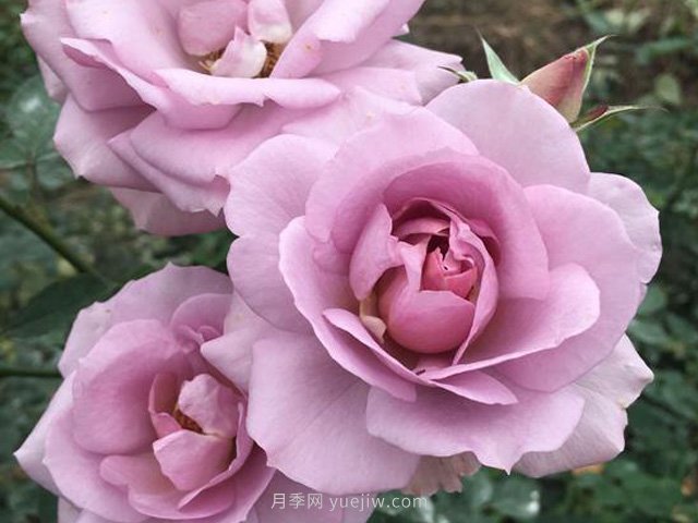 紫色暮莎月季(图1) 紫色慕莎月季/紫色暮莎(图1)