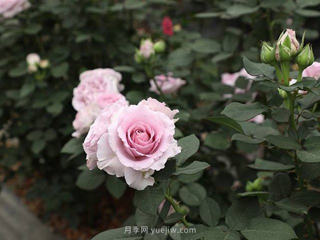 紫色暮莎月季(图3) 紫色慕莎月季/紫色暮莎(图2)