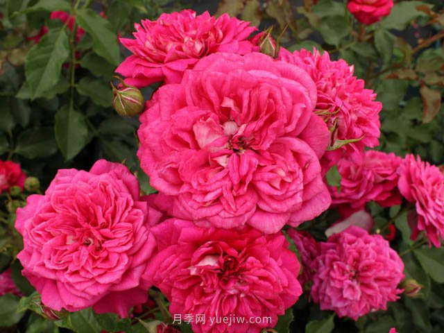 美心月季(图3) 美心月季(图1)