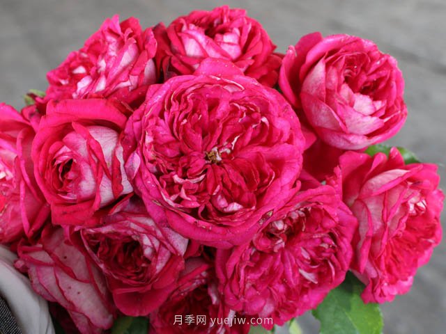 美心月季(图4) 美心月季(图2)