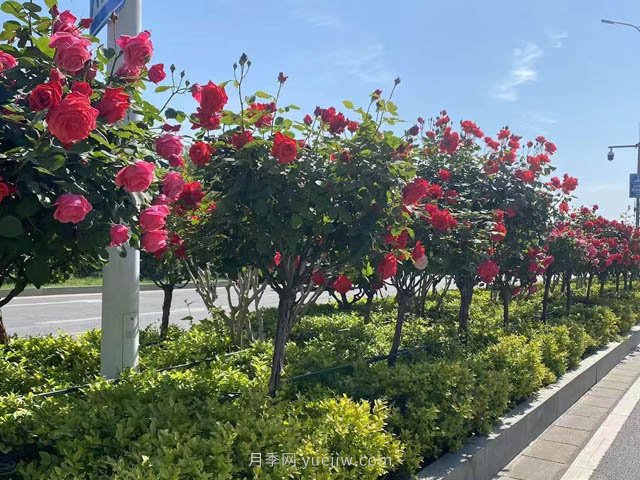 夏季苗木容易出现日灼现象?如何才能进行预防?(图1) 夏季苗木容易出现日灼现象?如何才能进行预防?(图1)