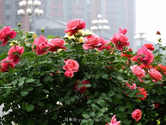 夏季苗木容易出现日灼现象?如何才能进行预防?(图2) 夏季苗木容易出现日灼现象?如何才能进行预防?(图2)