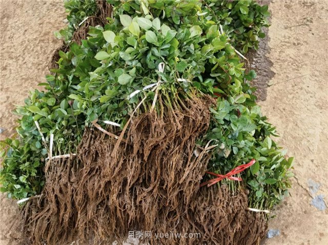 牙签苗、中苗、大苗,不同月季苗的修剪办法(图1) 牙签苗、中苗、大苗,不同月季苗的修剪办法(图1)