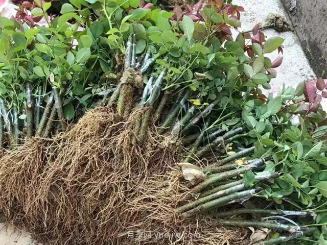 一个适合懒人的月季扦插方法(图1) 一个适合懒人的月季扦插方法(图1)