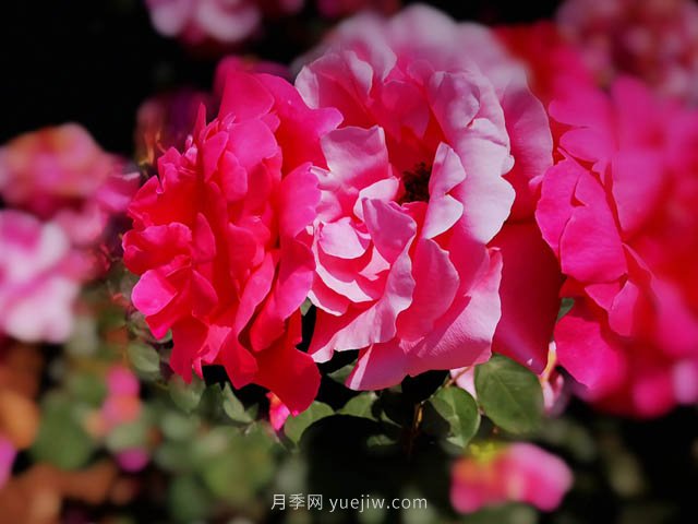 月季什么时候换盆(图1) 月季什么时候换盆(图1)