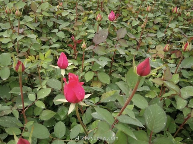 月季扦插最简单方法(图1) 月季扦插最简单方法(图1)