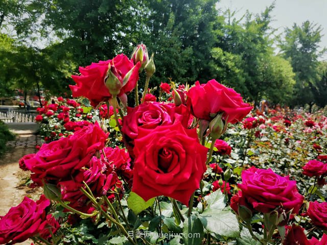 月季就是一个药罐子，月季常见的病虫害有哪些？(图1)