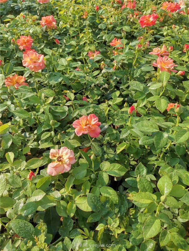 红从容月季盆栽苗2万盆起苗装车(图3)