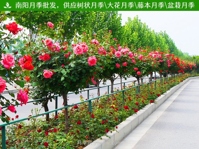 南阳月季养护管理技巧(图1)