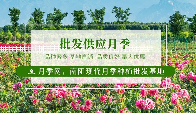 月季必知的养护管理基本条件(图3)