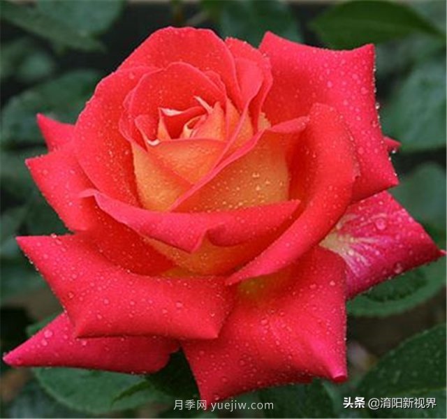 20种经典月季品种，妆点南阳火热的夏季(图4)