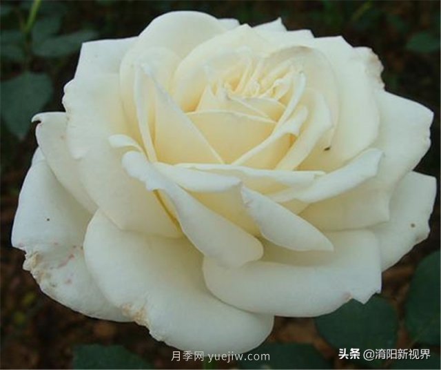 20种经典月季品种，妆点南阳火热的夏季(图10)