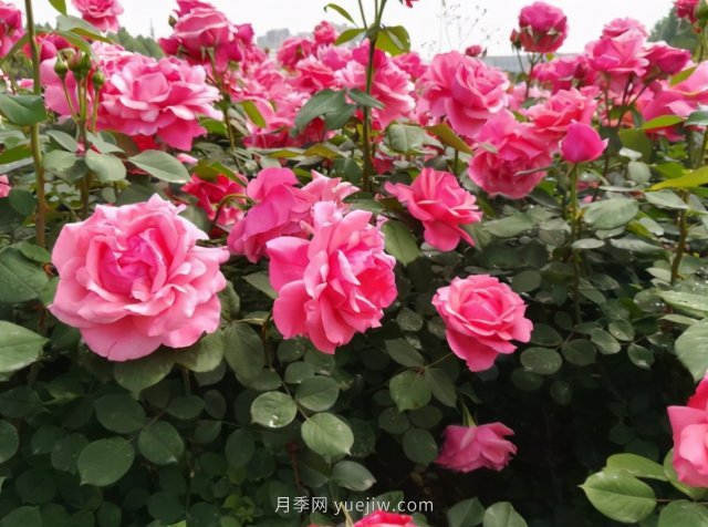 月季追求盛花效果，两种方法教给你，花苞同时绽放(图1)