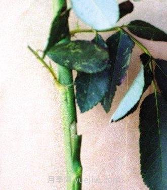 月季如何嫁接？(图7)