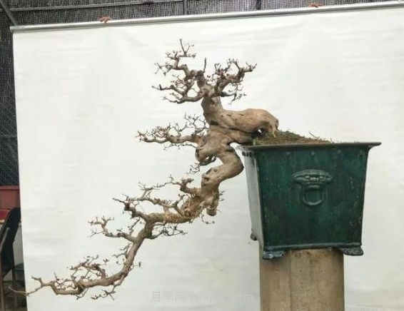 熟悉八种盆景根系造型技巧(图3)