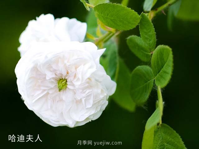 哈迪夫人月季(图2) 哈迪夫人月季(图2)