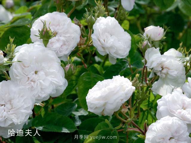 哈迪夫人月季(图4) 哈迪夫人月季(图3)