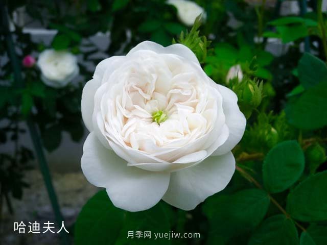 哈迪夫人月季(图1) 哈迪夫人月季(图1)