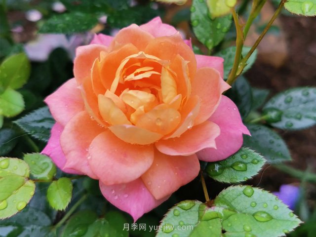 布里奥萨月季(图1)