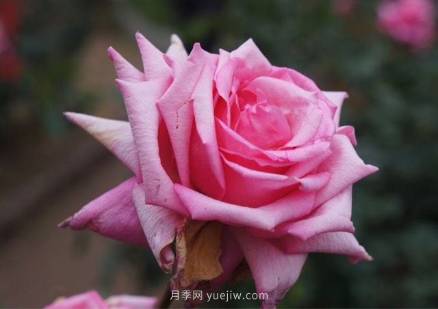 维拉夫人月季的优缺点是什么？(图1)