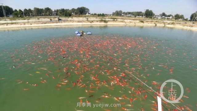 南阳镇平：“中国锦鲤**村”的三代养鱼人(图1)