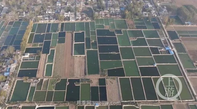南阳镇平：“中国锦鲤**村”的三代养鱼人(图5)
