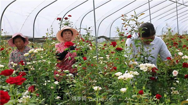 平顶山叶县：花卉产业绽放“美丽经济”(图1)
