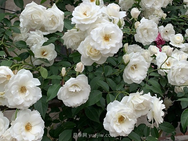 世界上Zui受欢迎的纯白色藤本月季花—藤冰山(图1)