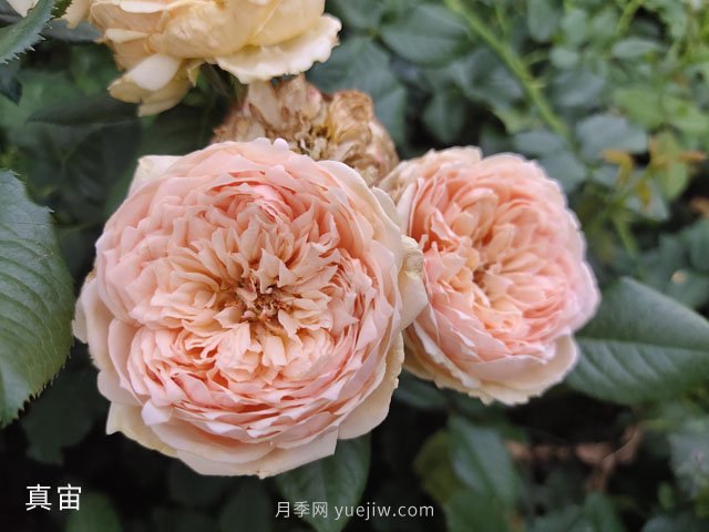 推荐5款高颜值黄色月季品种，美丽又好养！(图3)