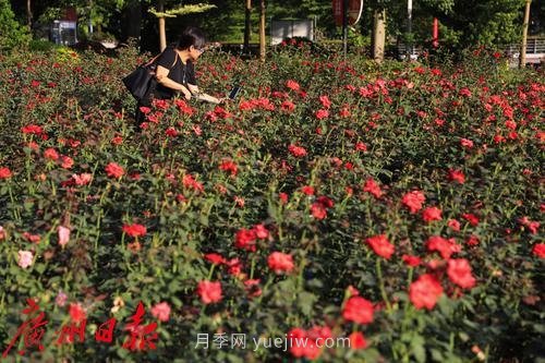 广州花城广场月季花海争奇斗艳(图4)