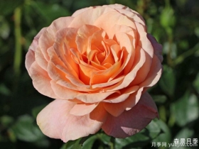 果汁花园月季/果汁庭院月季/孟加拉月季
