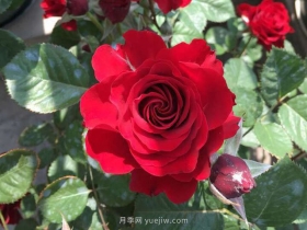 日蚀王阳台月季