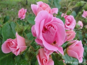 树状月季小苗根结线虫病防治分享