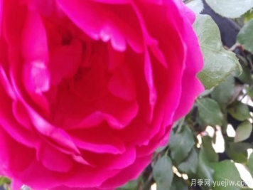 大花树状月季的土壤要如何选择，又如何培育呢？