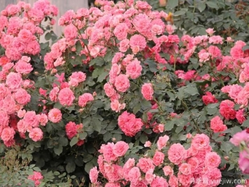 月季花常见虫害及防治方法