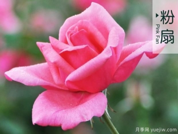 树状月季的嫁接方法